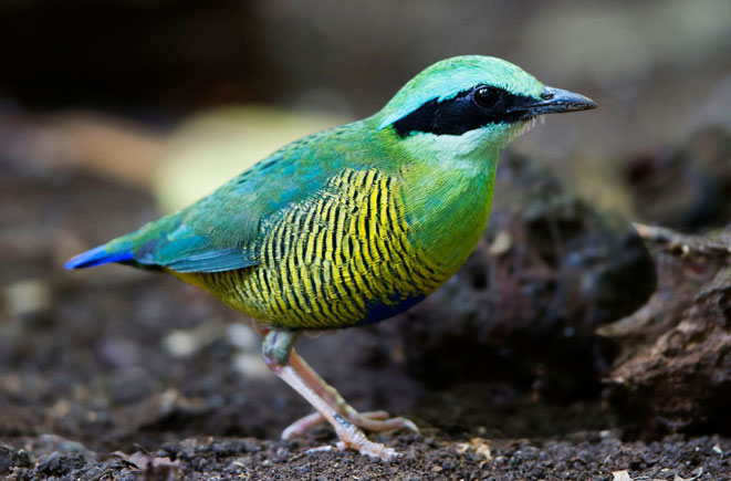 Spend a day birdwatching in Vietnam's National Parks